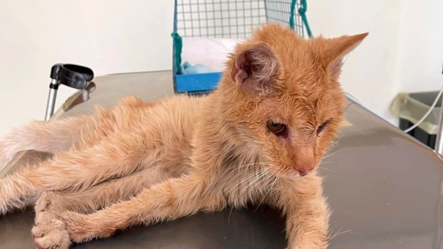 Stray recebe mod de Garfield; veja fotos do gato em ação