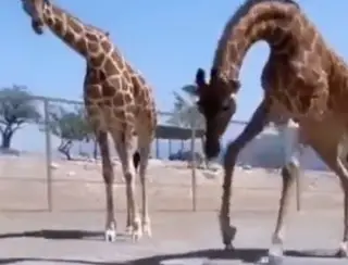 Girafa ajuda tartaruga a 'andar' mais rápido e comove a web; veja
