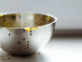 Aprenda a fazer uma armadilha contra as formigas na cozinha