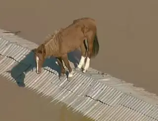 Dona de cavalos, Giovanna Ewbank deseja adotar Caramelo após resgate de telhado no RS