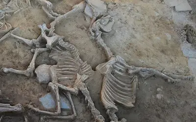 Milhares de ossos revelam detalhes de ritual da Idade do Ferro