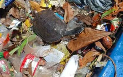 Tripulação do Ecoboat resgata tartaruga em meio ao lixo descartado irregularmente em Jaraguá