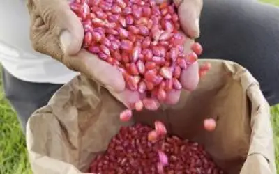 Governo de AL pretende distribuir mais de mil toneladas de sementes para plantio em 2024