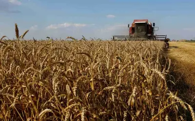 UE reduz previsão da safra de trigo 2024/25 para mínima de 4 anos