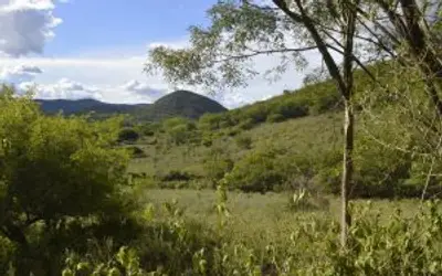 No dia da Caatinga, IMA Alagoas alerta para a importância da preservação do bioma