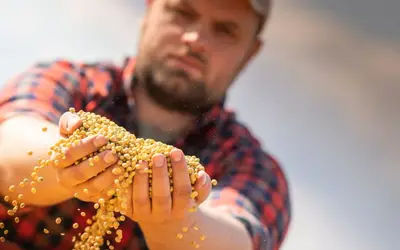 StoneX eleva previsão de safra de milho do Brasil para 125,6 milhões de toneladas