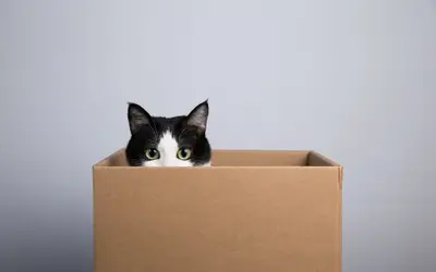 A ciência por trás do paradoxo do gato de Schrödinger