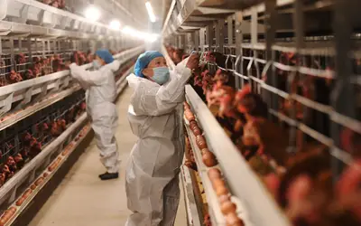 Ministério da Agricultura prorroga estado de emergência zoossanitária para gripe aviária