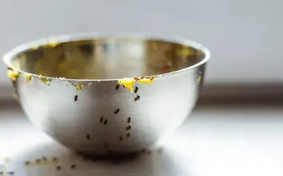 Aprenda a fazer uma armadilha contra as formigas na cozinha
