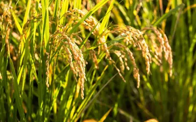 Brasil vai comprar arroz preferencialmente do Paraguai, diz ministro