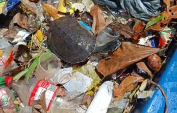 Tripulação do Ecoboat resgata tartaruga em meio ao lixo descartado irregularmente em Jaraguá